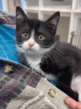 Doralee -  Domestic Short Hair Cat for Adoption in Hollister, California - Doralee | PetCurious
