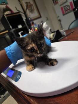 Pandora (L623 K2) -  Domestic Short Hair Cat for Adoption in Pahrump, Nevada - Pandora (L623 K2) | PetCurious
