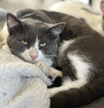 Howie -  Domestic Short Hair Cat for Adoption in Skyline, Minnesota - Howie | PetCurious