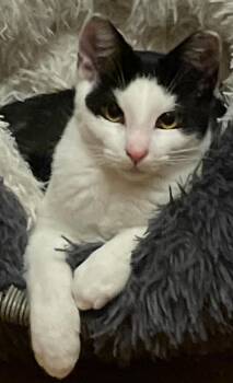 Domestic Short Hair Cats Available for Adoption in Woodmere, New York - Benji  | PetCurious