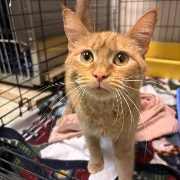 Clementine -  Domestic Short Hair Cat for Adoption in Hopewell, Virginia - Clementine | PetCurious
