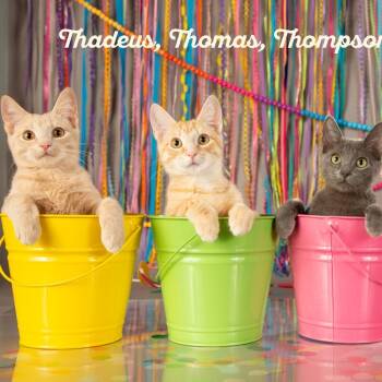 Rescue Domestic Short Hair Cats for Adoption in Springfield, Missouri - Thaddeus | PetCurious