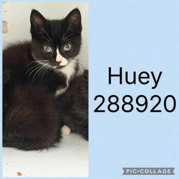 HUEY -  Domestic Short Hair Cat for Adoption in Macon, Georgia - HUEY | PetCurious
