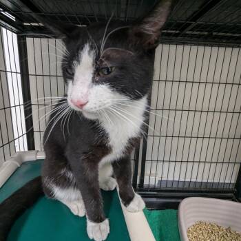 Velvet -  Domestic Short Hair Cat for Adoption in Baltimore, Maryland - Velvet | PetCurious