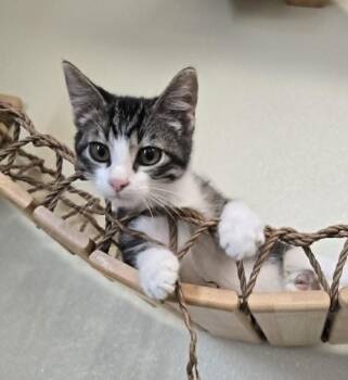 Woodsy -  Domestic Short Hair Cat for Adoption in Larned, Kansas - Woodsy | PetCurious