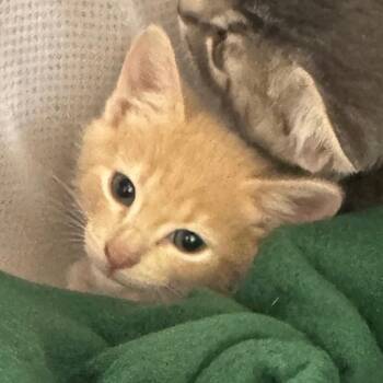 Mario -  Domestic Short Hair Cat for Adoption in Pekin, Illinois - Mario | PetCurious