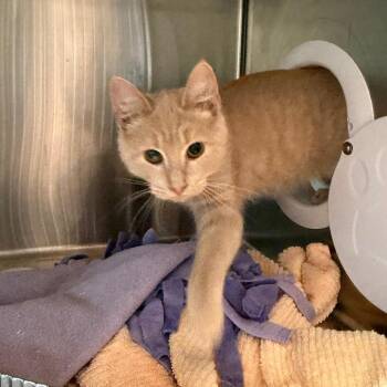Logan -  Domestic Short Hair Cat for Adoption in Cumming, Georgia - Logan | PetCurious
