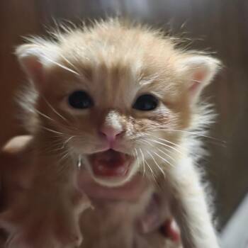 Barracuda -  Domestic Short Hair Cat for Adoption in Council Bluffs, Iowa - Barracuda | PetCurious