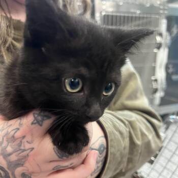 Muffin -  Domestic Short Hair Cat for Adoption in Port Townsend, Washington - Muffin | PetCurious