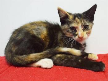 KAPPA -  Domestic Short Hair Cat for Adoption in Sacramento, California - KAPPA | PetCurious