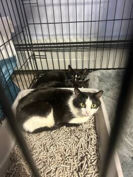 Rescue Domestic Short Hair Cats for Adoption in Westbury, New York - Sassy Syosset Copy #2 | PetCurious