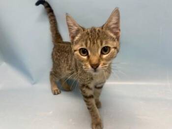 Domestic Short Hair Cats Available for Adoption - Riley | PetCurious