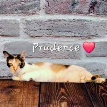 Prudence striking-calico -  American Shorthair Cat for Adoption in Houston, Texas - Prudence Striking-calico | PetCurious