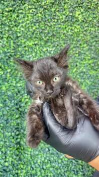 61177392 -  Domestic Long Hair Cat for Adoption in El Paso, Texas - 61177392 | PetCurious