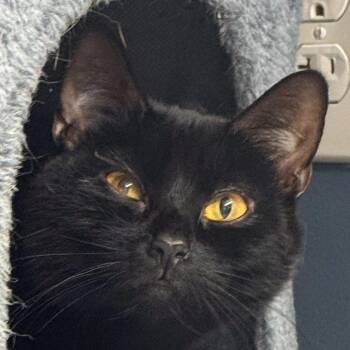 Mini *Bonded w Patty* -  Domestic Short Hair Cat for Adoption in Kennebunk, Maine - Mini *Bonded W Patty* | PetCurious