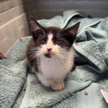 Marvin -  Domestic Short Hair Cat for Adoption in Mt. Juliet, Tennessee - Marvin | PetCurious