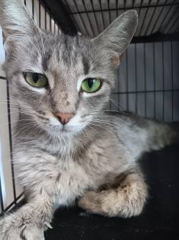 Pluto -  Domestic Short Hair Cat Available for Adoption in New Braunfels, Texas - Pluto | PetCurious