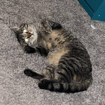Khole -  Domestic Medium Hair Cat for Adoption in Philadelphia, Pennsylvania - Khole | PetCurious