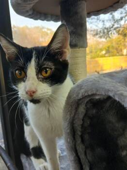 Rescue Domestic Short Hair Cats for Adoption in Fort Worth, Texas - Zeppelin | PetCurious