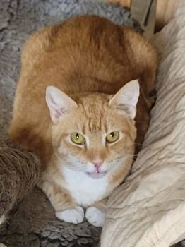 Rescue Tabby Cats for Adoption in Douglasville, Georgia - Cheerio | PetCurious