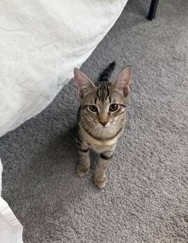 Sonny -  Tabby Cat for Adoption in Mount Pleasant, South Carolina - Sonny | PetCurious