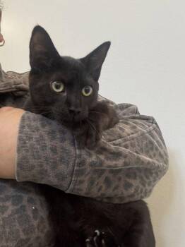 Shawn -  Domestic Short Hair Cat for Adoption in Hilton Head Island, South Carolina - Shawn | PetCurious