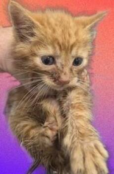 Citrine -  Domestic Short Hair Cat for Adoption in Simcoe, Ontario - Citrine | PetCurious