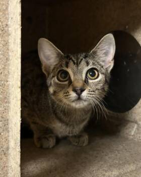 Alleycvt -  Domestic Short Hair Cat for Adoption in Richmond, Virginia - Alleycvt | PetCurious