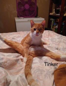 Tinker -  Domestic Short Hair Cat for Adoption in Cromwell, Kentucky - Tinker | PetCurious