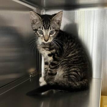 Domestic Short Hair Cats Available for Adoption in Manhattan, Kansas - Wakatakakage | PetCurious