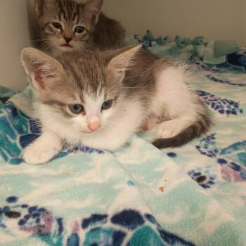 Domestic Short Hair Cats Available for Adoption in Tulsa, Oklahoma - Spicy Steps | PetCurious