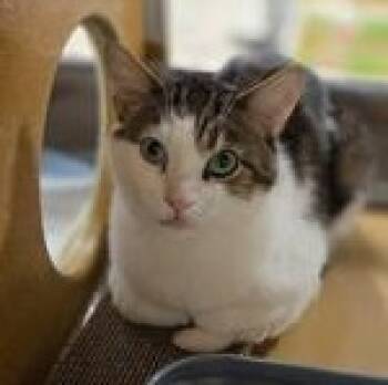 George -  Domestic Short Hair Cat for Adoption in Pickering, Ontario - George | PetCurious
