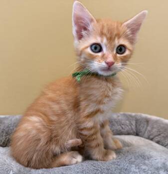 Mumbles-Not at the shelter (Faith) Av 7/3 -  Domestic Short Hair and Tabby Cat for Adoption in Rustburg, Virginia - Mumbles-Not At The Shelter (Faith) Av 7/3 | PetCurious