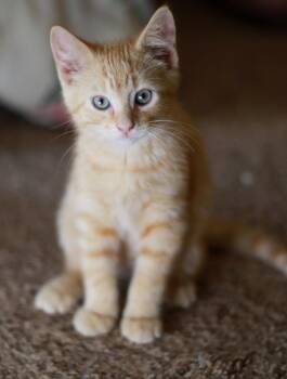 Tigger -  Tabby and Domestic Short Hair Cat for Adoption in Skyline, Minnesota - Tigger | PetCurious