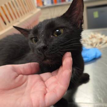 Chrissy -  Domestic Short Hair Cat for Adoption in Chattanooga, Tennessee - Chrissy | PetCurious