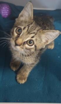 Fb 4c Kahlua -  Domestic Short Hair Cat for Adoption in Lawrenceville, Georgia - Fb 4c Kahlua | PetCurious