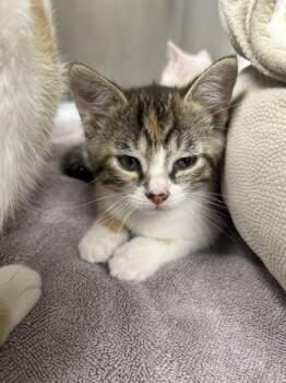 Rescue Domestic Short Hair Cats for Adoption in La Grange, Kentucky - Lily | PetCurious