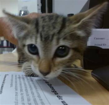 IVANIA -  Domestic Short Hair Cat for Adoption in Doral, Florida - IVANIA | PetCurious