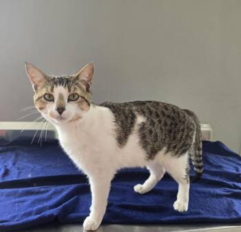 Mr Whiskers -  Domestic Short Hair Cat Available for Adoption in Dickson, Tennessee - Mr Whiskers | PetCurious
