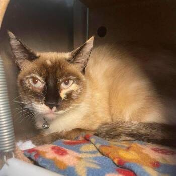 Siminy -  Siamese Cat for Adoption in Stillwater, Oklahoma - Siminy | PetCurious