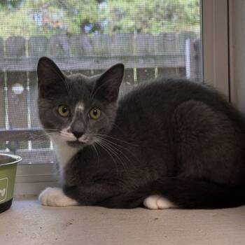 Rescue American Shorthair Cats for Adoption in Blue Ridge, Georgia - Spencer | PetCurious