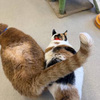 Ellie -  Domestic Short Hair Cat for Adoption in Buffalo, New York - Ellie | PetCurious