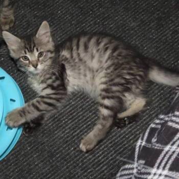 Rescue Domestic Short Hair Cats for Adoption in Lake Orion, Michigan - Tin | PetCurious