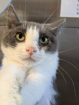 Rescue Domestic Short Hair Cats for Adoption in Papillion, Nebraska - Tres | PetCurious