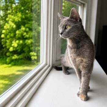 Eleanor -  Domestic Short Hair Cat for Adoption in Hopkinton, Massachusetts - Eleanor | PetCurious