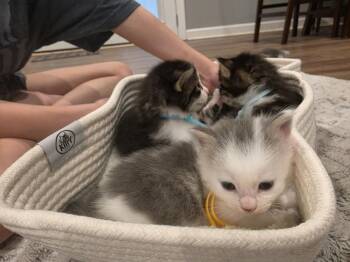 Mewtwo -  Domestic Long Hair Cat for Adoption in Virginia Beach, Virginia - Mewtwo | PetCurious