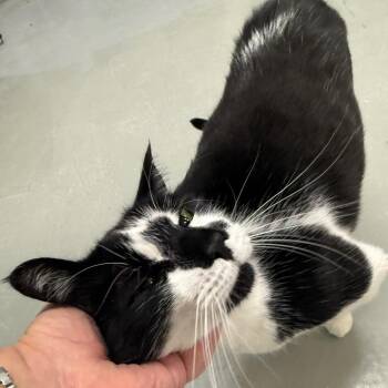 Figaro -  Domestic Short Hair Cat for Adoption in Houston, Texas - Figaro | PetCurious