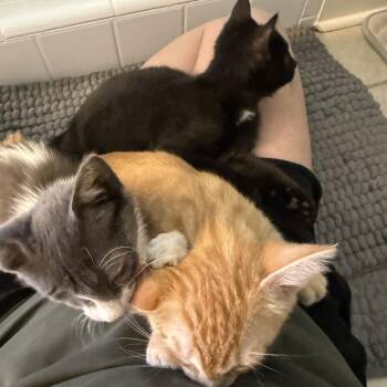 Rocky Ray -  Domestic Short Hair Cat for Adoption in Tallahassee, Florida - Rocky Ray | PetCurious