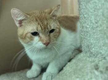 Bowser -  Domestic Medium Hair Cat for Adoption in Golden Valley, Minnesota - Bowser | PetCurious
