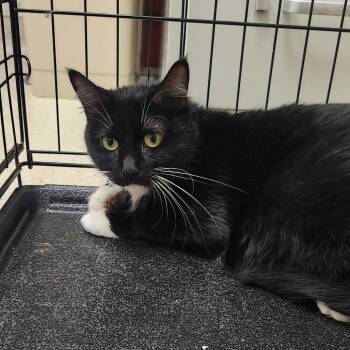 Katt -  Domestic Short Hair Cat for Adoption in Murray, Utah - Katt | PetCurious